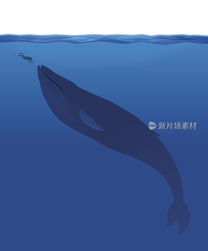The Whale And Human